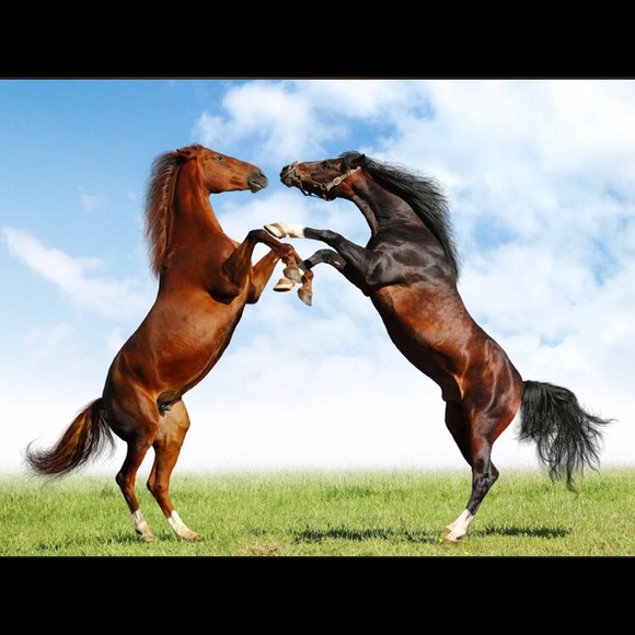cowgirls_3